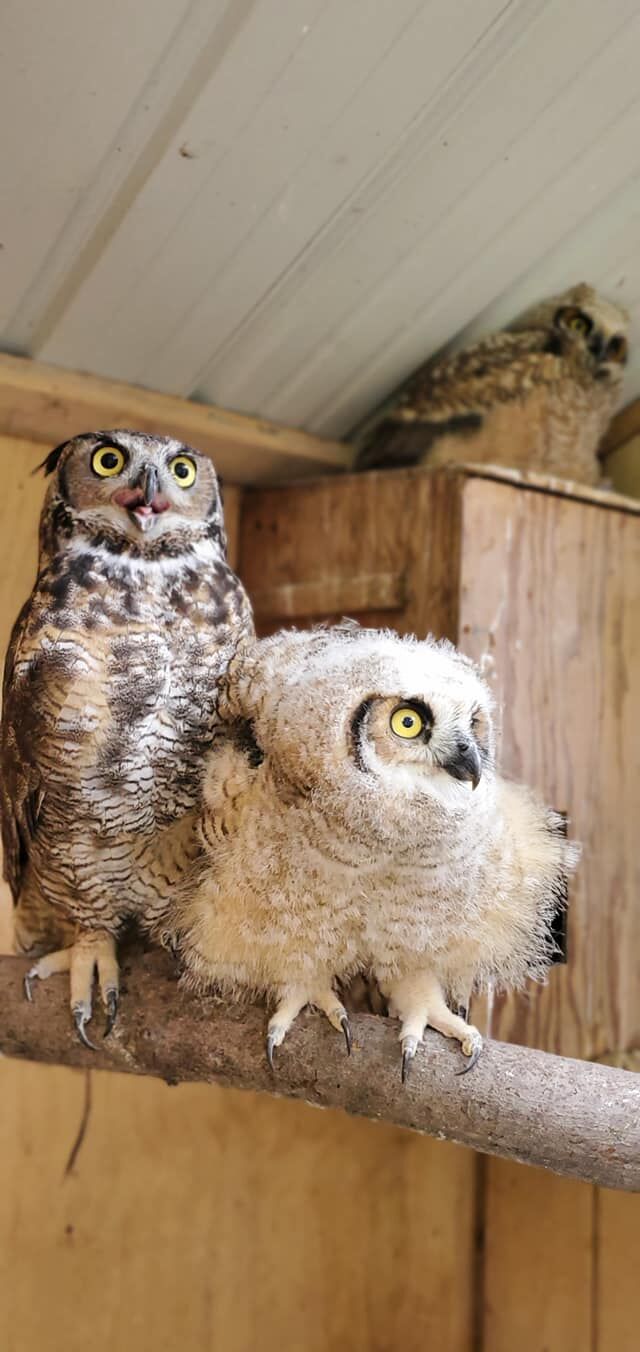 Raven Ridge owl